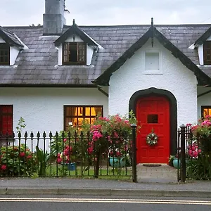 Ivy Killarney